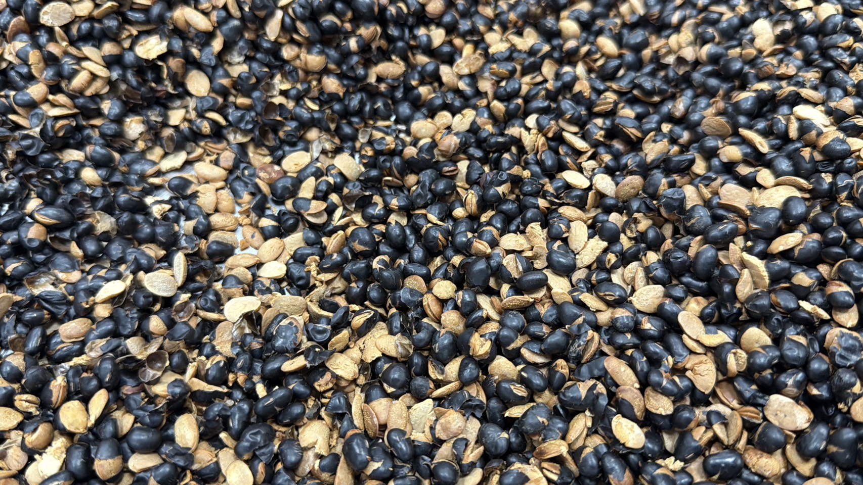 爆香後大量黑豆