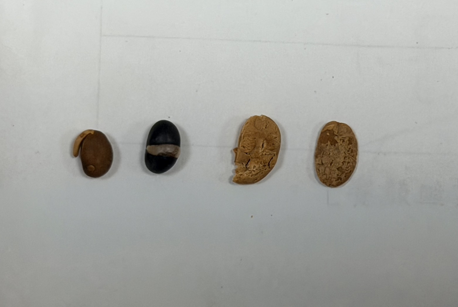 爆香成功失敗比較